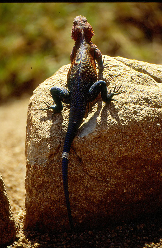 Agamidae - Tanzania